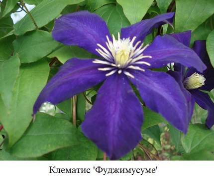 фото Клематис 'Фуджимусуме' 